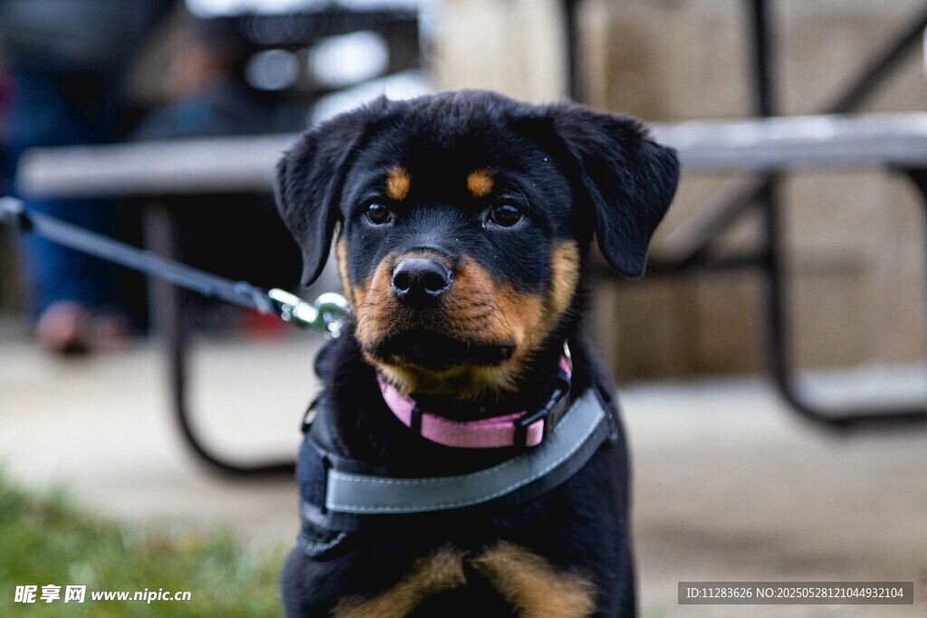 可爱罗威纳幼犬户外被牵引