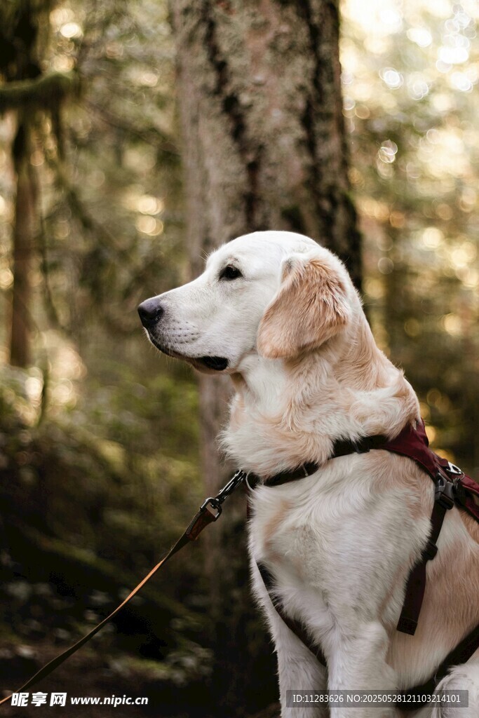 林间拉布拉多犬的惬意时刻
