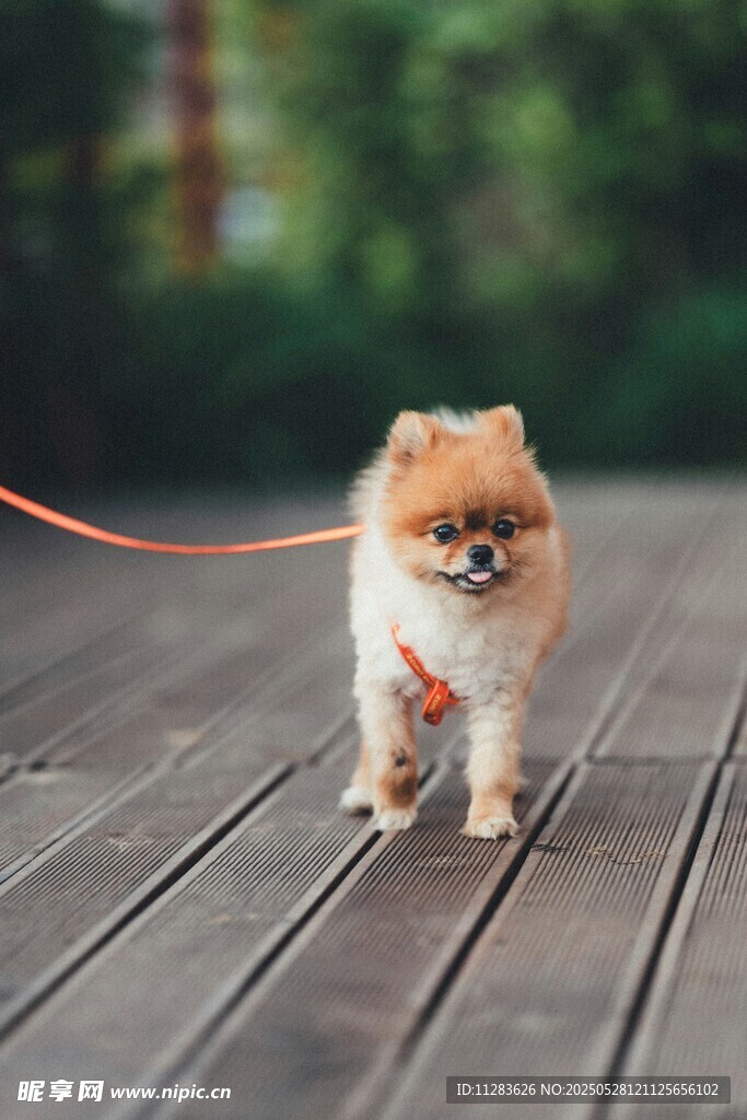 可爱博美犬被牵引漫步