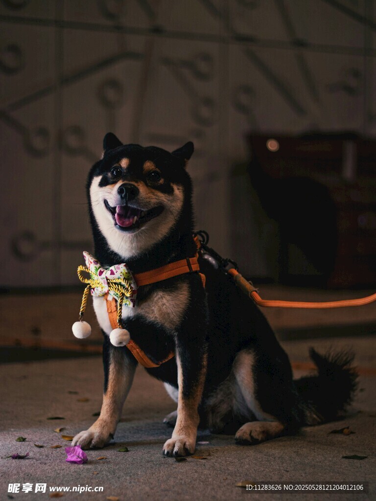 可爱柴犬佩戴饰品乖巧端坐