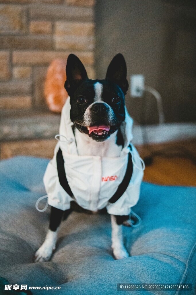 穿着冬装的可爱法斗犬