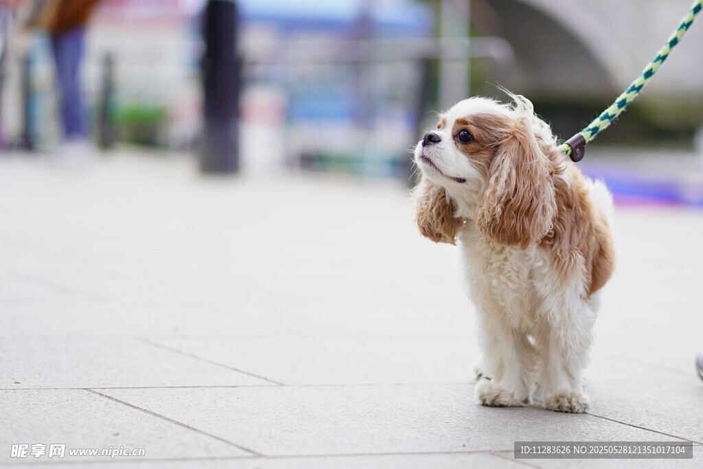 牵绳的可爱查尔斯王小猎犬