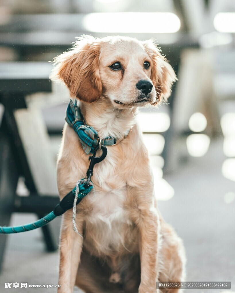 拴绳的可爱金毛犬