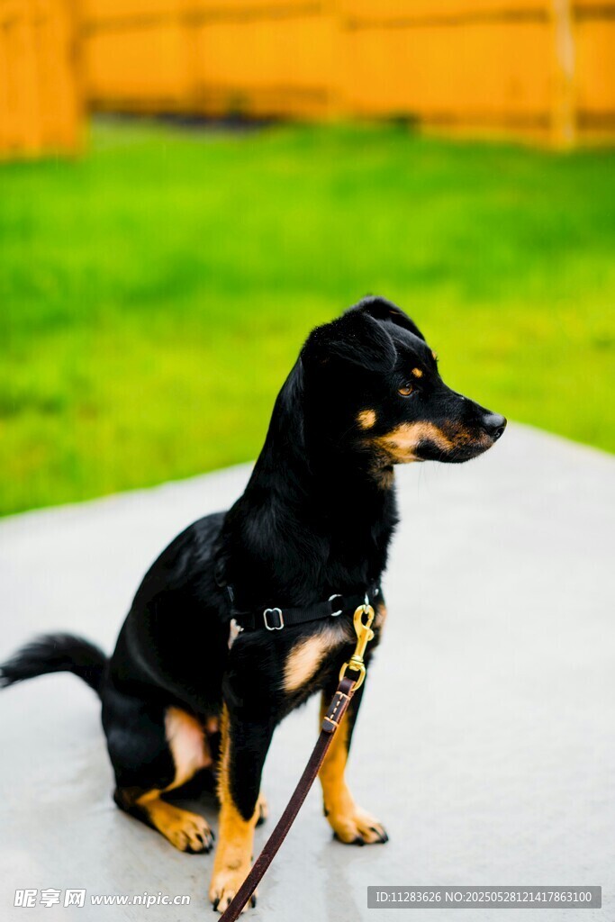 可爱腊肠犬户外乖巧模样