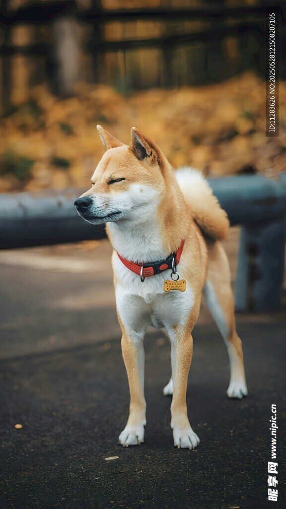 站立的可爱柴犬