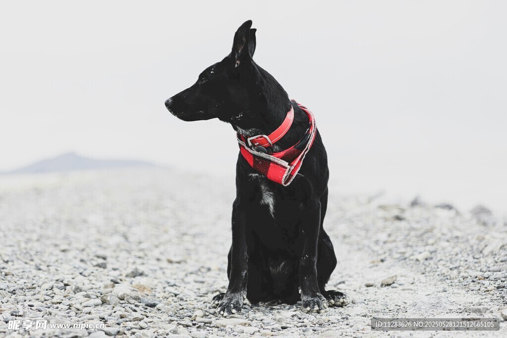 黑犬戴红项圈坐雪地