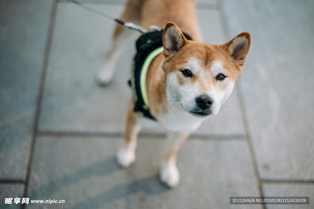 可爱站立柴犬