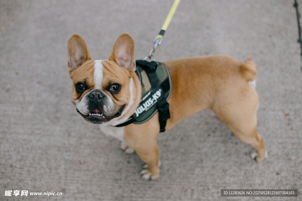可爱法斗犬户外站立照
