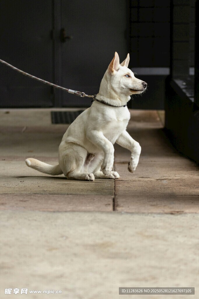 拴绳白狗单腿抬起