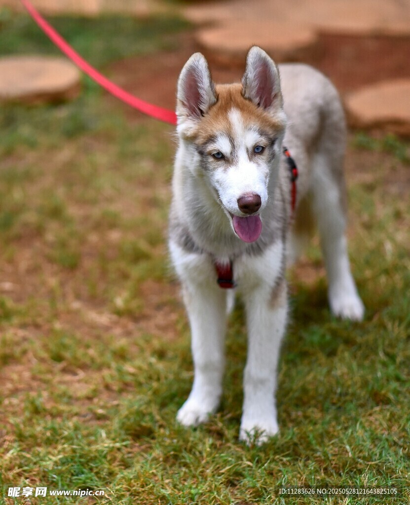 可爱哈士奇幼犬站在草地