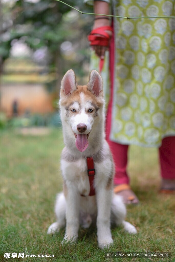 可爱哈士奇幼犬坐于草地
