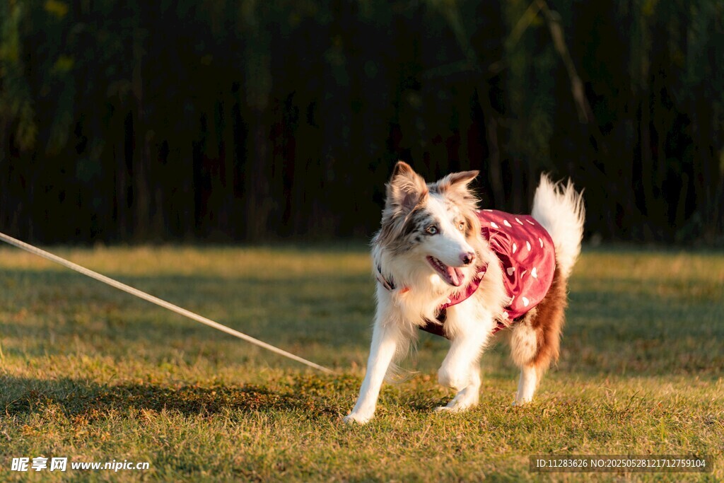 奔跑的穿红衣宠物犬