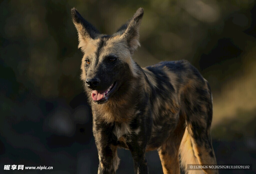 非洲野犬特写