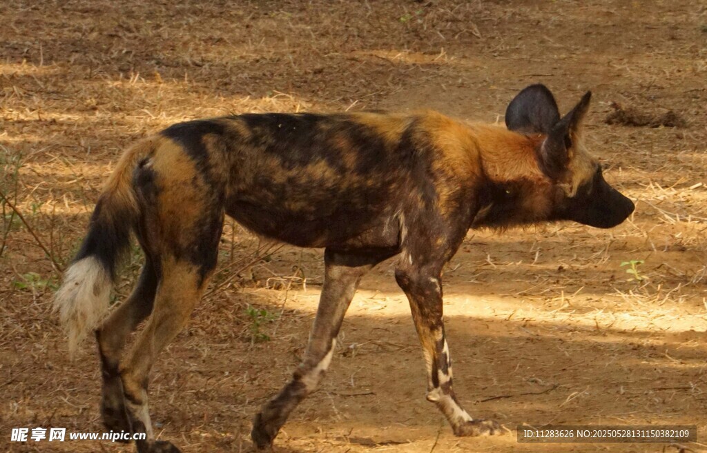 非洲野犬在草原上行走