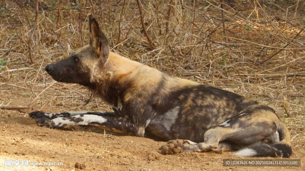 野外休憩的非洲野犬