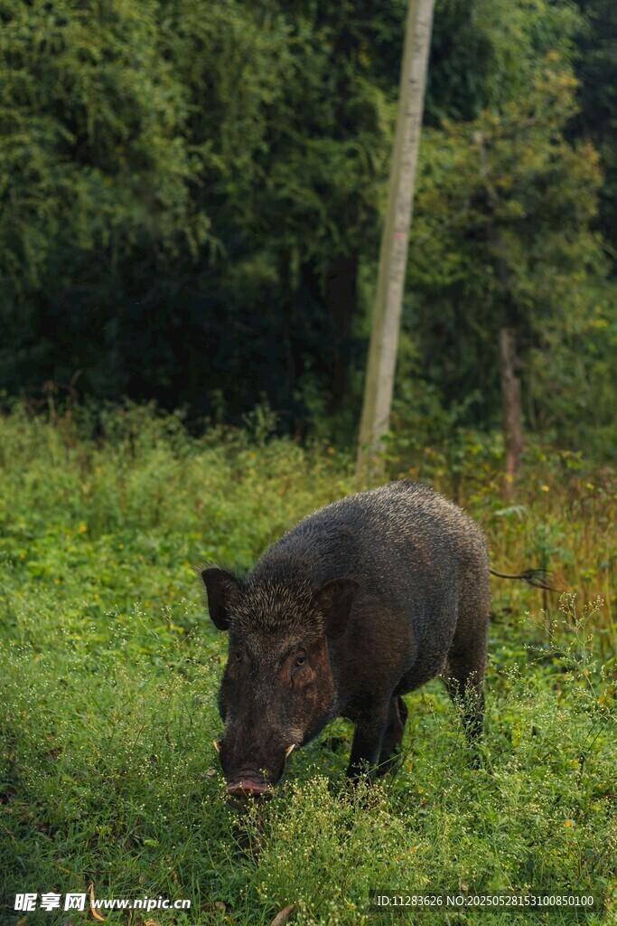 野外觅食的野猪