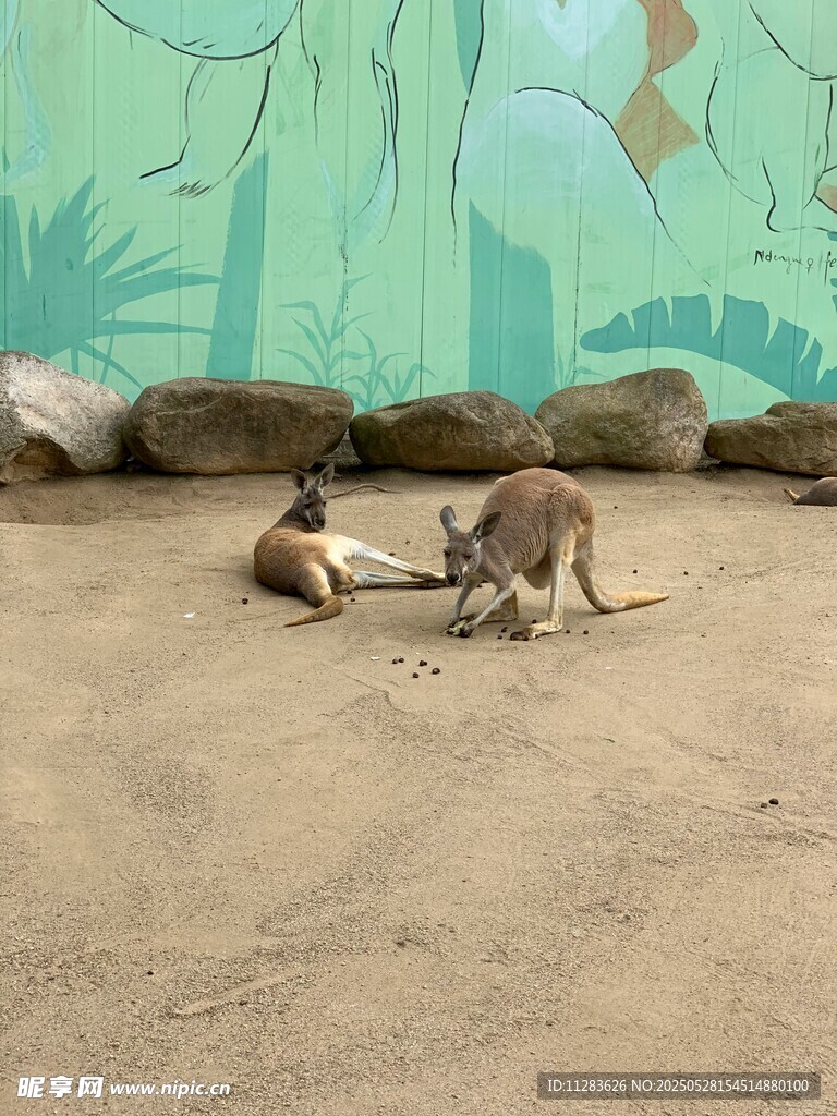 袋鼠在沙地互动玩耍