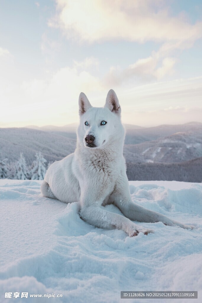 雪地中的白色狗狗