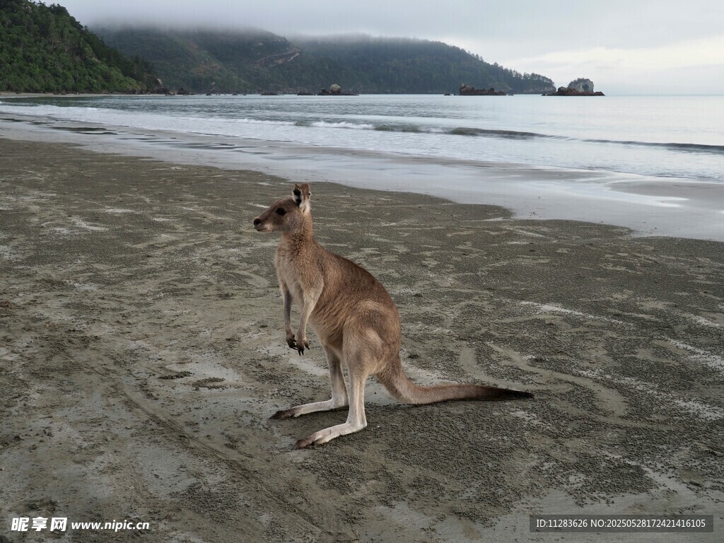 海滩上的孤独袋鼠