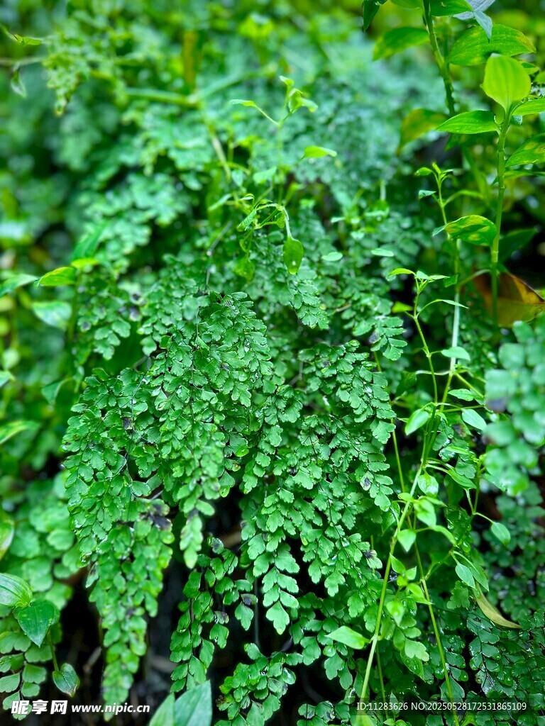 翠绿繁茂的植物叶片