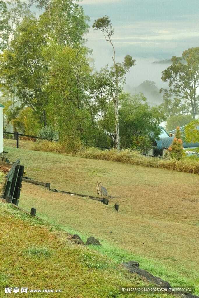 户外草地风景