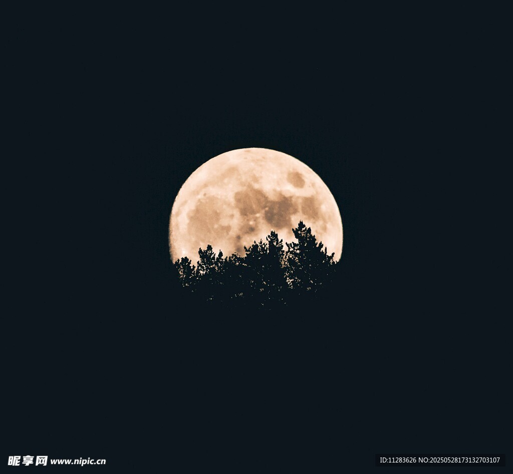 月下森林夜景
