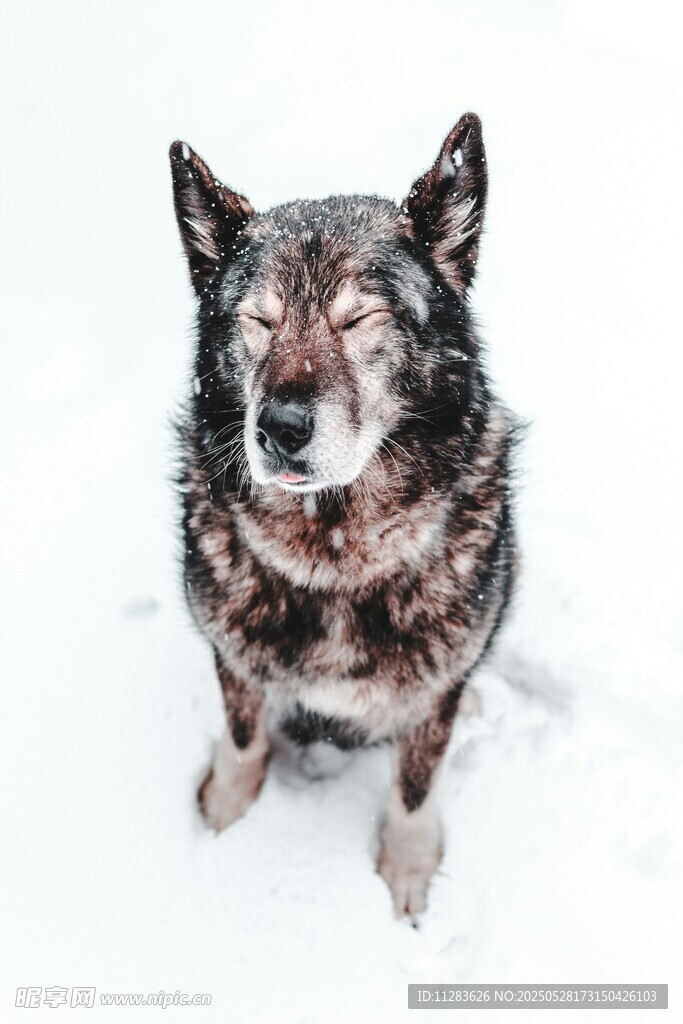 雪中老犬