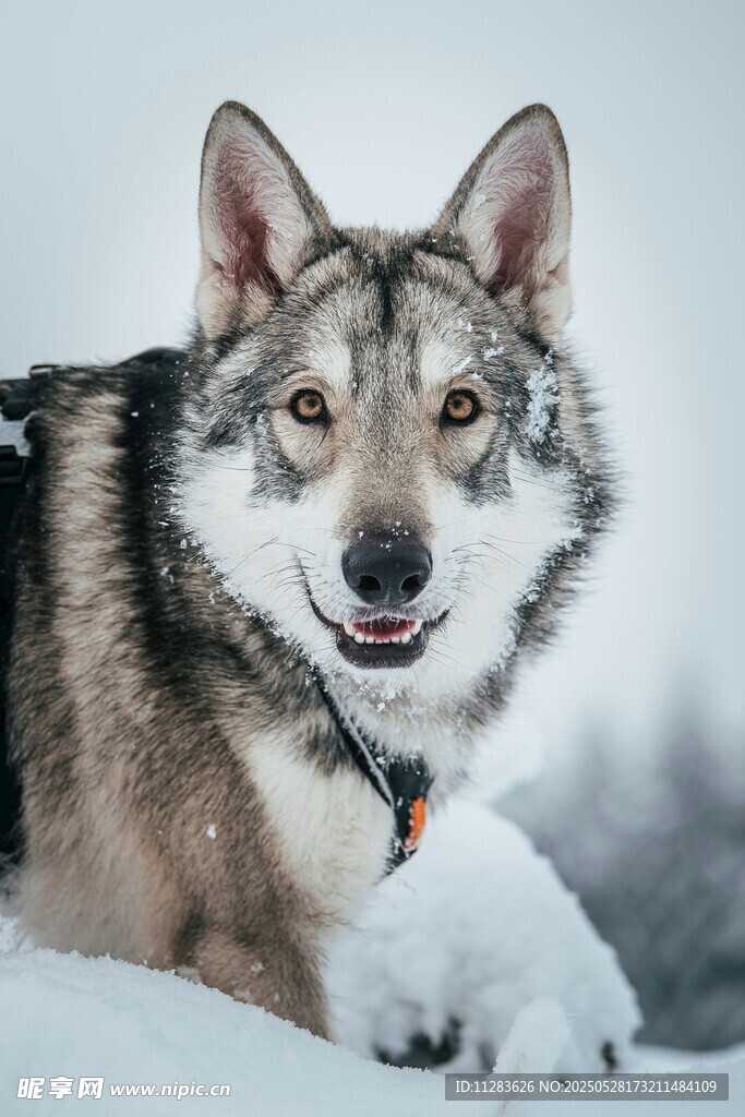 雪地中的灰狼