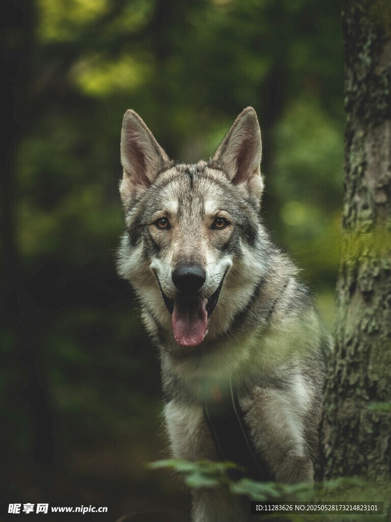 森林中咧嘴笑的帅气狼犬