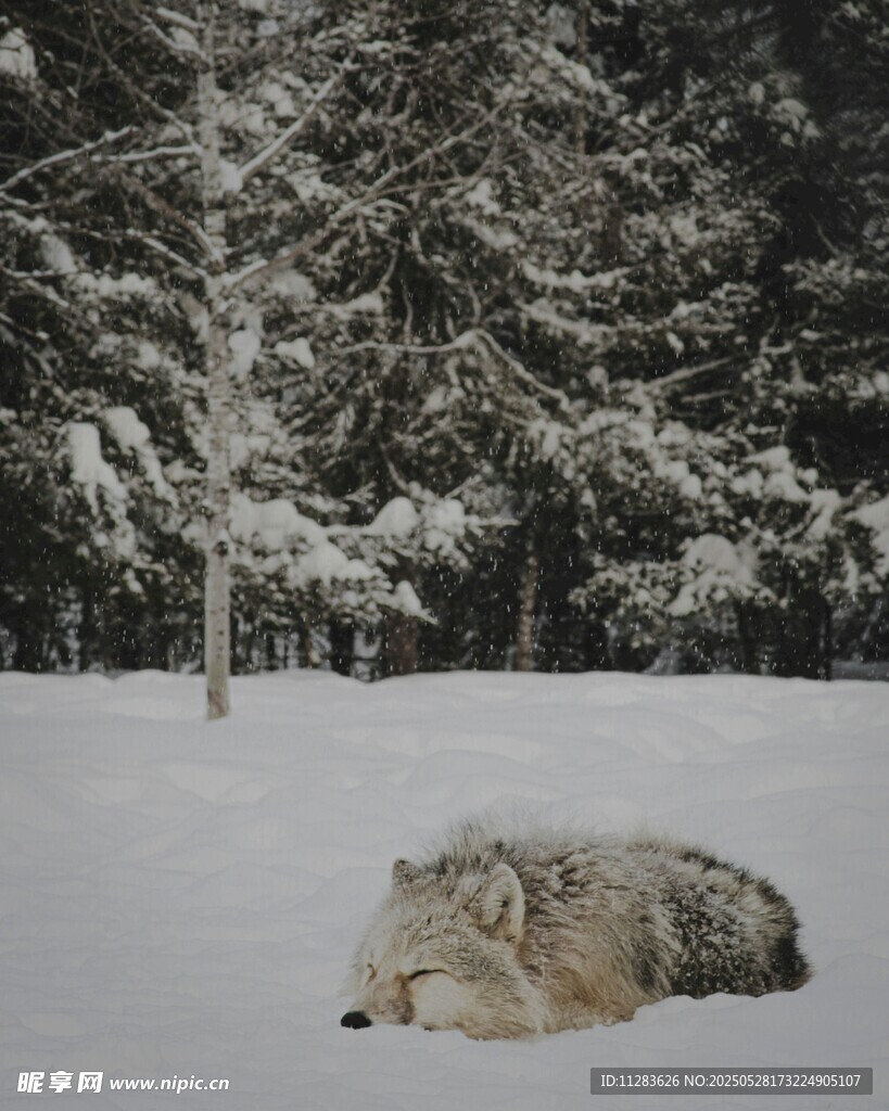 雪地中休憩的狼