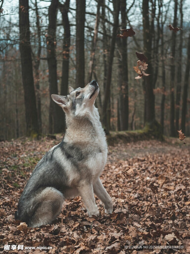 林间狼犬仰头望