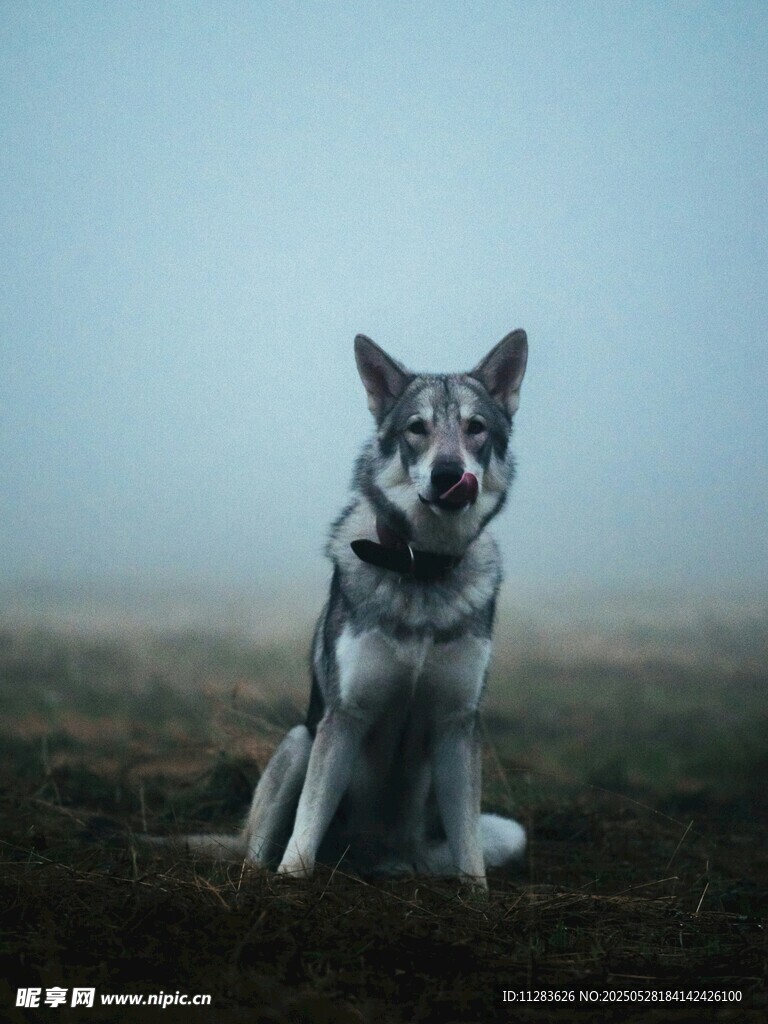 雪地中的野狼