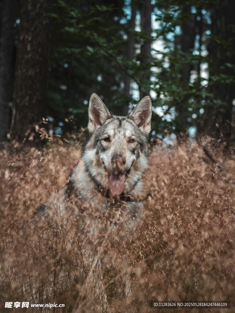 野狼