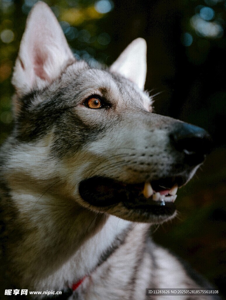 灰白犬特写