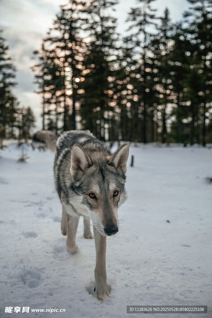 雪地独行的狼