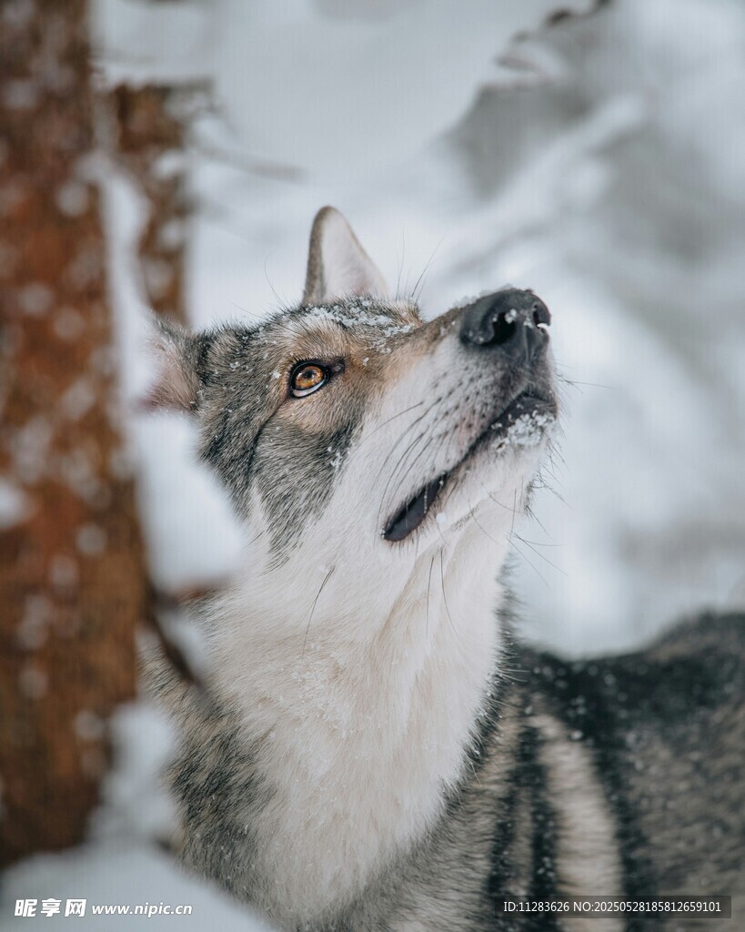 雪地中仰头的帅气狼犬