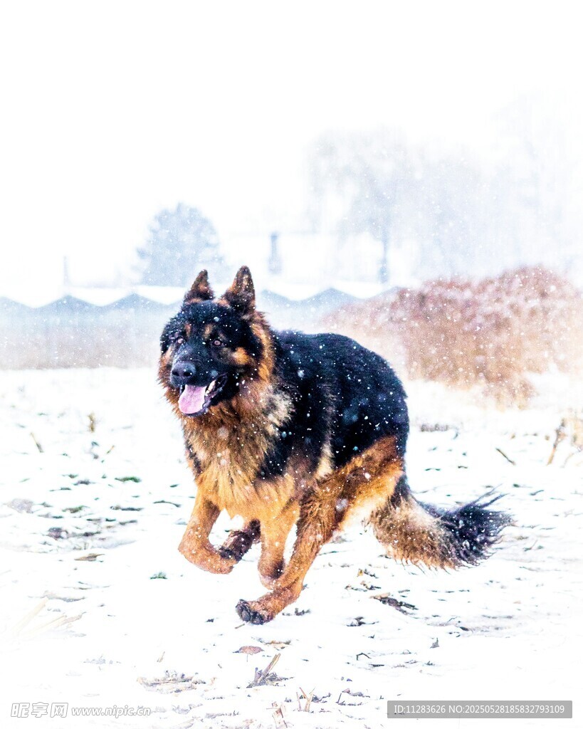 雪地中奔跑的德国牧羊犬