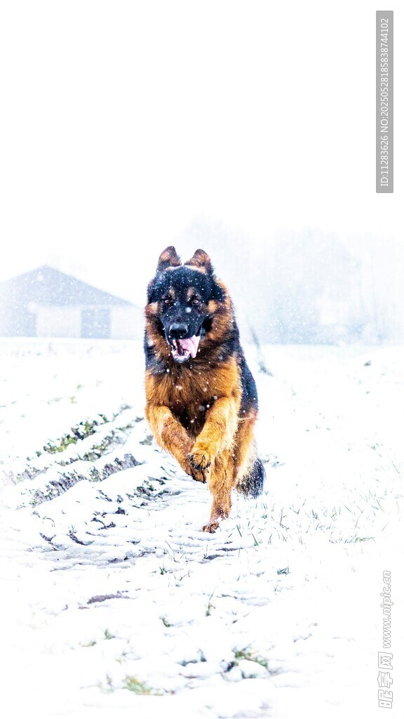 雪地中奔跑的帅气警犬