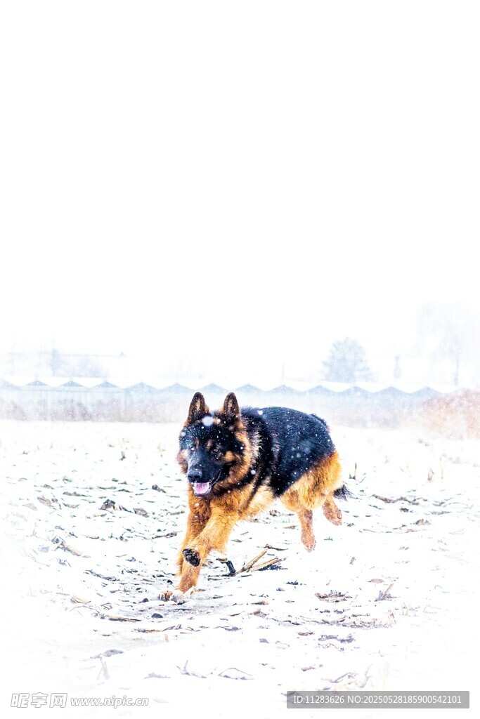 雪地中奔跑的德国牧羊犬