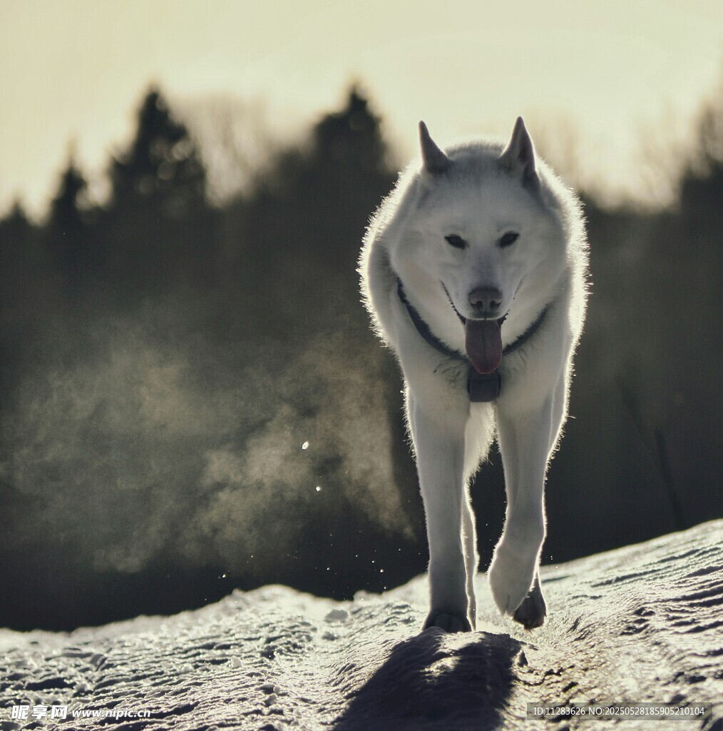 雪地中独行的帅气白犬