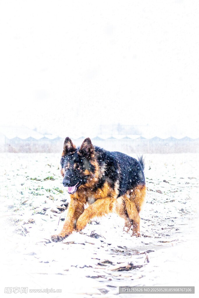 雪地中奔跑的德国牧羊犬