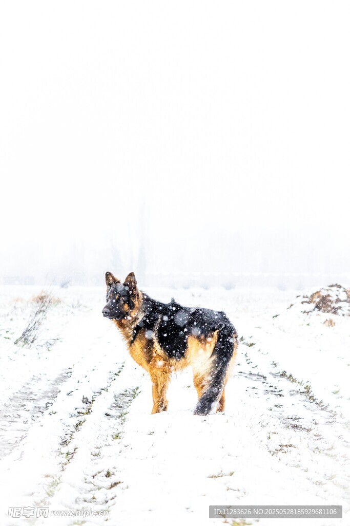 雪地中的德国牧羊犬