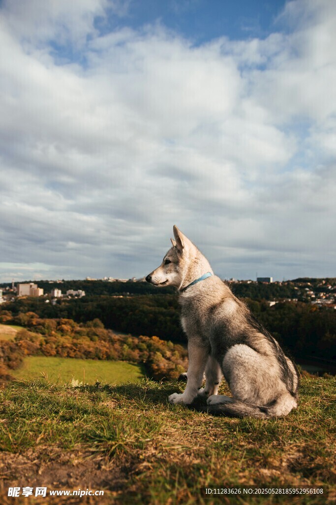 草地孤坐的帅气牧羊犬
