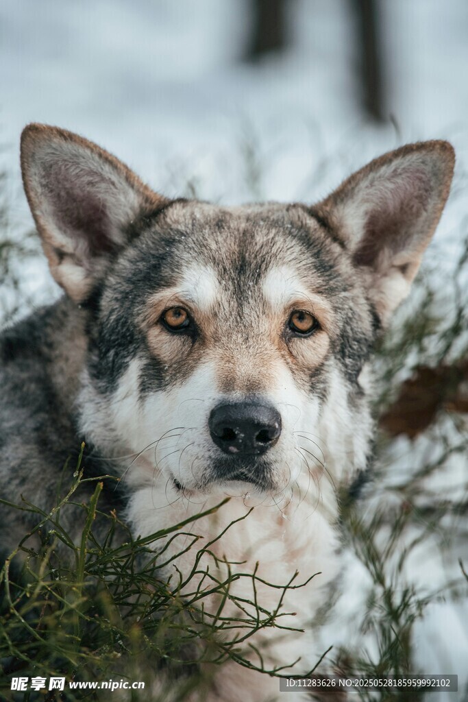 雪地中的可爱犬类