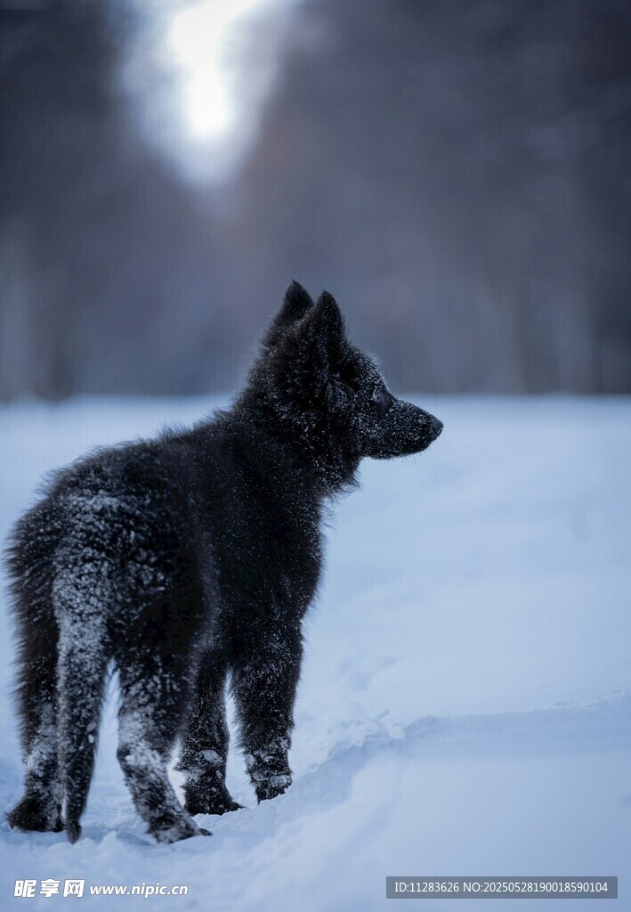 雪地中的黑犬