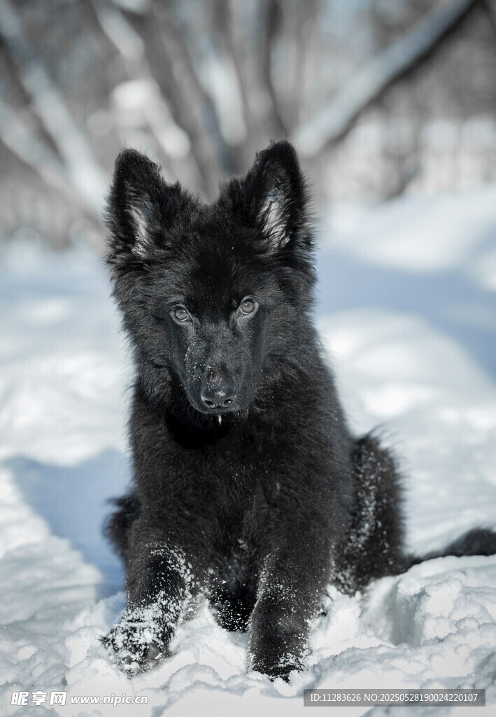 雪地中的黑色幼犬