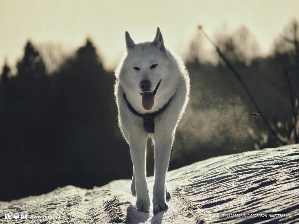 雪地中的白色哈士奇