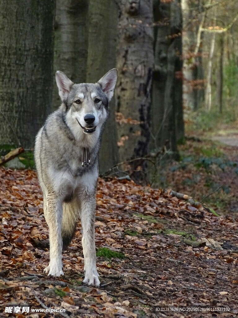 森林中的狼犬