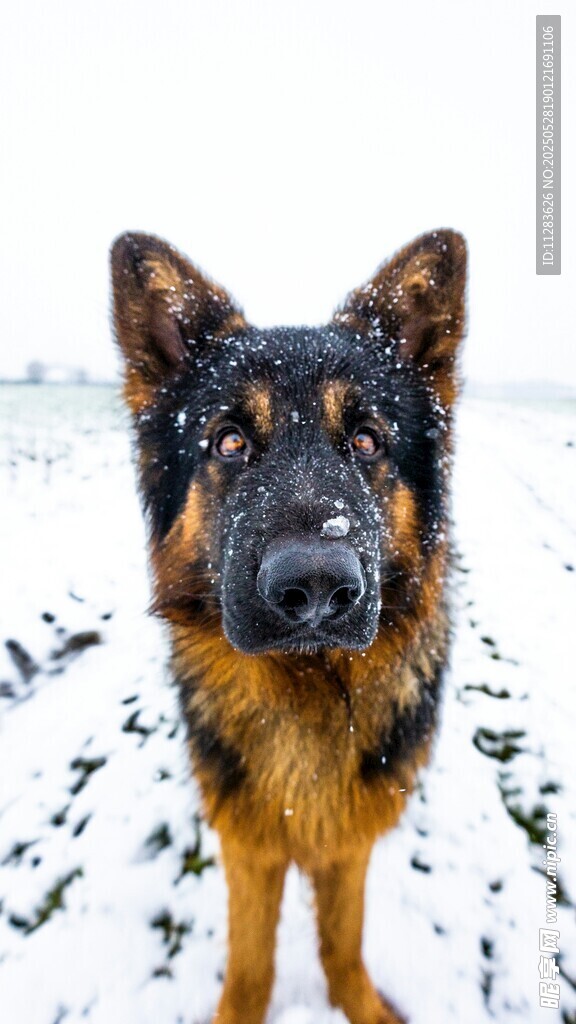 雪地中的德国牧羊犬