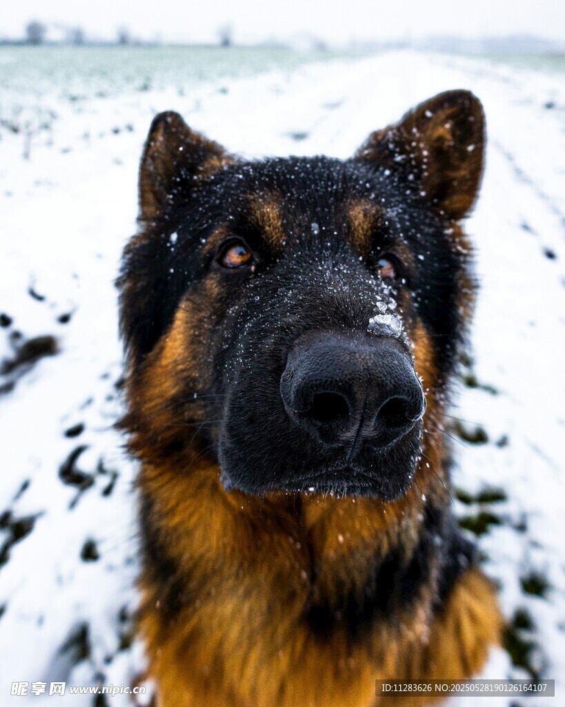 雪地中的德国牧羊犬